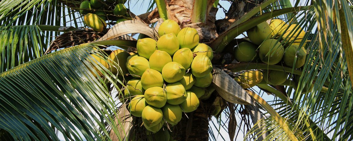 The Tree of Life, another name for the coconut tree, the source of coconut oil. Coconut tree with mature coconuts under green fronds, symbolizing the source of nutritious coconut oil.